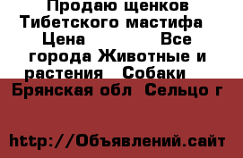 Продаю щенков Тибетского мастифа › Цена ­ 45 000 - Все города Животные и растения » Собаки   . Брянская обл.,Сельцо г.